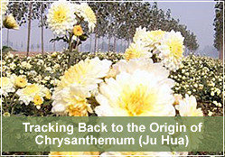 Discover Bozhou Herb Origin with Experts!