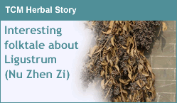 TCM Herbal Story - Interesting folktale about Ligustrum (Nu Zhen Zi)